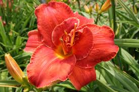 Image result for Hemerocallis `Moses Fire`
