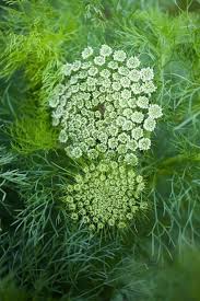 Pin On Seeds To Sow