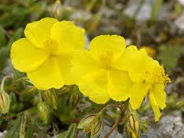 We did not find results for: Choosing The Best Ground Cover Plants Saga