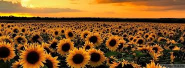 Sunflower cover photos for facebook timeline. Sunflower Field At Sunset Facebook Cover