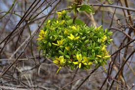 Image result for Tristellateia africana