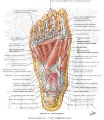 Picture Of Foot Muscles And Tendons For Manulations