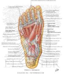 picture of foot muscles and tendons for manulations