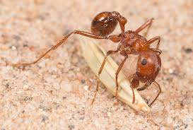 نتیجه جستجوی لغت [ants] در گوگل