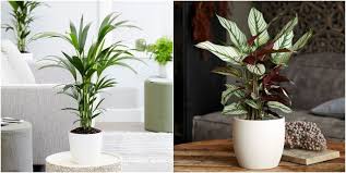 They sometimes like to chew on plants. 6 Dog Friendly Plants Non Toxic Plants For Pets