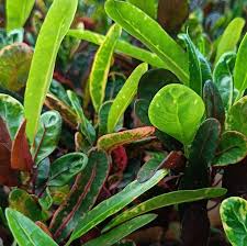 Image result for Codiaeum