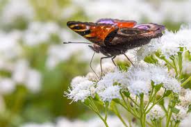 Image result for Rytigynia acuminatissima