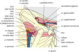 4 write in a tabulated form origin, insertion, action and nerve. Pelvis Veterian Key