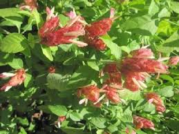 Image result for Justicia anagalloides