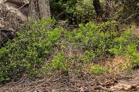 Image result for Strychnos matopensis