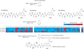 The focus below is primarily on roman tactics: Synthesis Of A Hycosul Peptide Substrate Library To Dissect Protease Substrate Specificity Nature Protocols