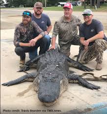 Image result for Agrocharis