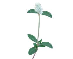 Image result for Gomphrena celosioides