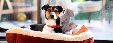 Im engeren sinn bezeichnet man als haushund die hunde, die überwiegend im haus gehalten werden, und kennzeichnet damit also eine haltungsform. Schlaftraining Fur Welpen Ein Leitfaden Purina