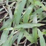 Image result for Coleotrype natalensis