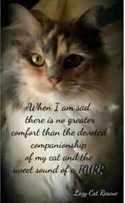 120 Quotes That Cat Owners Will Surely Understand Cat Love Quotes Cat Quotes Cats
