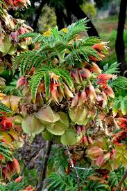 Image result for Melianthaceae