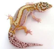 Le Gecko léopard / Les phases Images?q=tbn:ANd9GcTbM3iV-s3f8-BogxLG8NqxZTO6UXRP9ZCDs0kpXVdaHJJu5rPpTQ