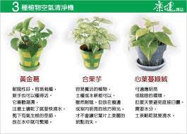 週末實用分享 ３種植物空氣清淨機 黃金葛 合果芋 心葉蔓綠絨辦公室裡 總會有同事在桌上擺幾個盆栽 來清淨空氣 修身養性 plants places to visit places