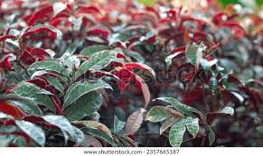 Image result for Excoecaria