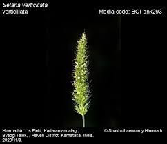 Image result for Setaria verticillata