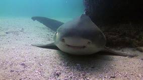 Suchen sie einen schönen modernen perserteppich oder einen. Leopardenhai Oder Zebrahai Happy Cute Lacheln Teppichhai Stock Footage Video Von Ausgedehnt Fische 166410048