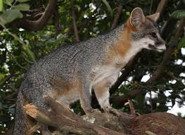 A fox appearing in your backyard or neighborhood does not automatically imply that the animal is rabid. Gray Fox Urocyon Cinereoargenteus