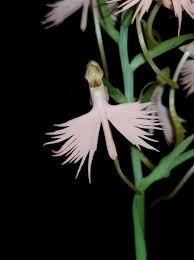 Image result for Habenaria subarmata