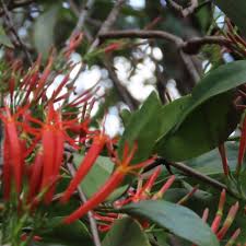 Image result for Dictyophleba