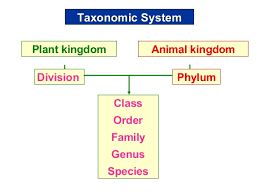 Plant Taxonomy Plant Kingdom Classification Chart