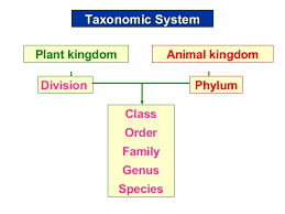 plant taxonomy plant kingdom classification chart