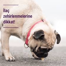 Kucuk Dostunuz Kazara Yerde Buldugu Bir Ilaci Yutmussa Ictigi Ilaca Gore Ilk Yardim Prosedurunu Uygulamak Gerekir Boyle Durumlarda En Dogs Your Dog Dog Eating