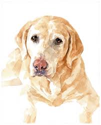 Join me at carolwells.net for my latest work. 8x10 Dog Watercolor Portrait Plain Background David Scheirer Watercolors