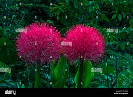 Image result for Scadoxus multiflorus