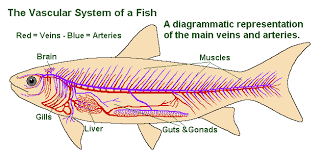 The venous side of the heart is preceded by an enlarged chamber called the sinus venosus. Fish Circulatory System 101 How The Heart Blood Work Earth Life