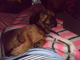 I have a red, long. File Chocolate Smooth Haired Mini Dachshund Jpg Wikipedia