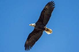 Indeed, eagles are among the world's largest birds of prey. Different Types Of Birds Of Prey