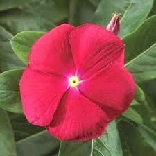Vinca Seeds 28 Varieties Annual Flower Seeds Annual Flowers Flower Seeds Vinca