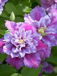 Clematis are vines known to steal the show with their bright flowers. Clematis Piilu Bluestone Perennials