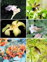 I shopped around to find the best prices for floral designs for my venue. Pollination Ecology Springerlink