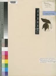 Image result for Mostuea brunonis