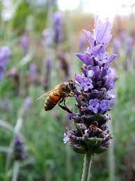 Lavender Honey Bee Lavender Honey Types Of Purple Flowers Plants Purple Flowers