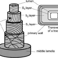 The middle lamella is a pectin layer which cements the cell walls of two adjoining plant cells together. Three Dimensional Structure Of The Secondary Cell Wall Of A Tracheid Download Scientific Diagram