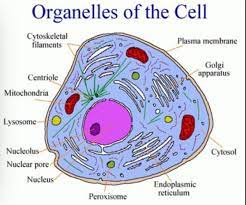 Pin By Alex M On Science Cell Organelles Organelles Animal Cell