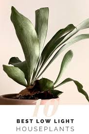 10 Best Low Light Indoor Plants For Your Home And Office My Tasteful Space In 2020 Bathroom Plants Indoor Plants Low Lights