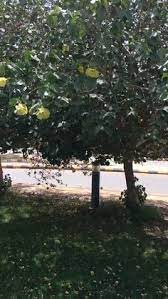 اذا زرعت شجرة الخبيز الساحلي plants tree garden