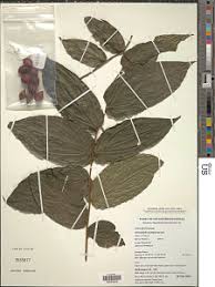 Image result for Anisophyllea quangensis