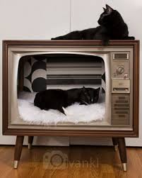Vintage Tv Turned Stylish Cat Bed Katzen Bett Haustierbetten Witzige Katzenfotos