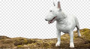 Maybe you would like to learn more about one of these? Bull Terrier Miniature Png Images Pngegg