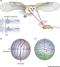 The barn owl is like a passerine, producing large families and raising more than one this is also why i wrote this new book (barn owls: How The Barn Owl Computes Auditory Space Trends In Neurosciences